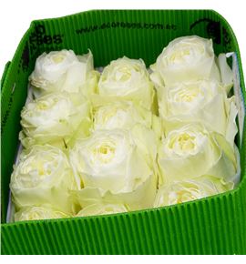 Rosa ecu coldplay 60 - RECOL
