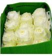 Rosa ecu coldplay 60 - RECOL1