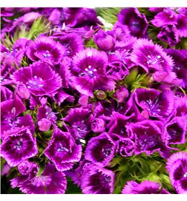 Barbatus magenta bicolor 60 - BARMAGBIC