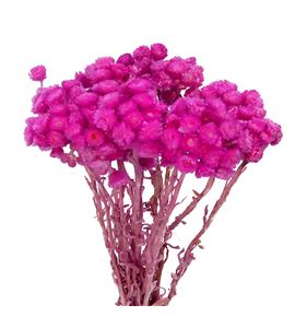 Dried immortelle preservado fucsia - DRIIMMPREFUC