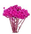 Dried immortelle preservado fucsia - DRIIMMPREFUC