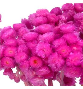Dried immortelle preservado fucsia - DRIIMMPREFUC