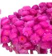 Dried immortelle preservado fucsia - DRIIMMPREFUC1