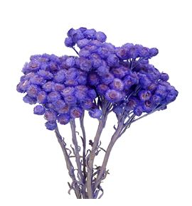 Dried immortelle preservado lavender - DRIIMMPRELAV