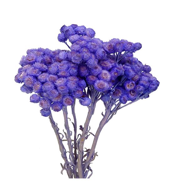 Dried immortelle preservado lavender - DRIIMMPRELAV