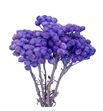 Dried immortelle preservado lavender - DRIIMMPRELAV