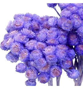 Dried immortelle preservado lavender - DRIIMMPRELAV