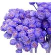 Dried immortelle preservado lavender - DRIIMMPRELAV1