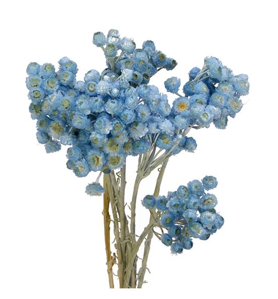 Dried immortelle preservado light blue - DRIIMMPRELIGBLU