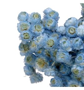 Dried immortelle preservado light blue - DRIIMMPRELIGBLU