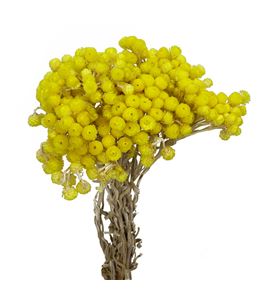 Dried immortelle preservado yellow - DRIIMMPREYEL