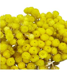Dried immortelle preservado yellow - DRIIMMPREYEL