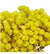 Dried immortelle preservado yellow - DRIIMMPREYEL1
