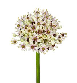 Allium silverspring 90 - ALLSIL