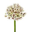 Allium silverspring 90 - ALLSIL