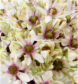 Allium silverspring 90 - ALLSIL