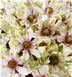 Allium silverspring 90 - ALLSIL1
