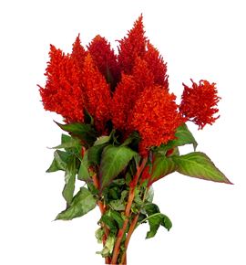 Celosia plumosa kim naranja 50 - CELPLUKIMNAR