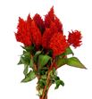 Celosia plumosa kim naranja 50 - CELPLUKIMNAR