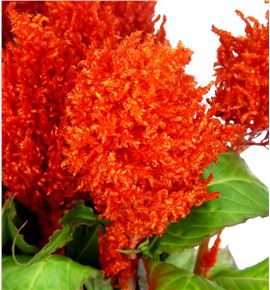 Celosia plumosa kim naranja 50 - CELPLUKIMNAR