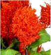Celosia plumosa kim naranja 50 - CELPLUKIMNAR1