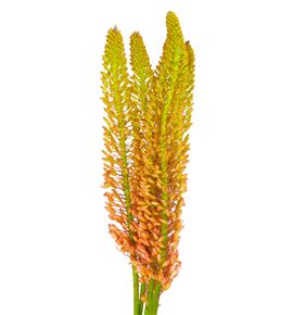 Eremurus orange prin 100 - ERECLE