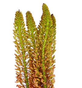 Eremurus orange prin 100 - ERECLE