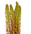 Eremurus orange prin 100 - ERECLE1