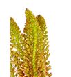 Eremurus orange prin 100 - ERECLE2
