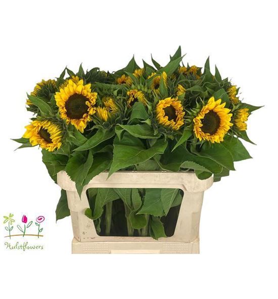 Helian sunrich 60 - HELSUN