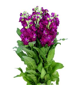 Matthiola francesca 65 - MATFRA