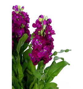 Matthiola francesca 65 - MATFRA