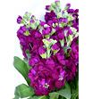 Matthiola francesca 65 - MATFRA2
