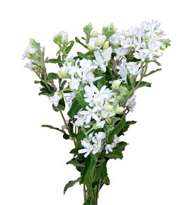 Oxypetalum perfect white 50 - OXYPINWHIDOU