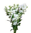 Oxypetalum perfect white 50 - OXYPINWHIDOU