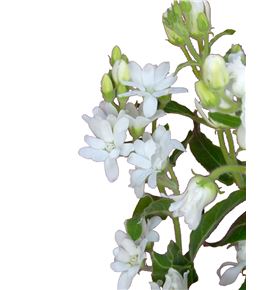 Oxypetalum perfect white 50 - OXYPINWHIDOU