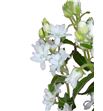 Oxypetalum perfect white 50 - OXYPINWHIDOU1