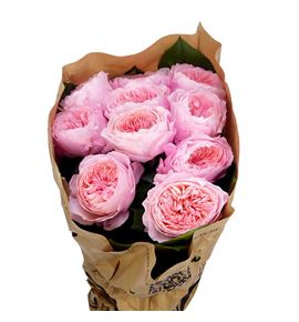 Rosa hol mayfield 50 - RGRMAY