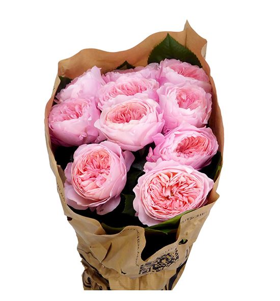 Rosa hol mayfield 50 - RGRMAY