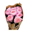 Rosa hol mayfield 50 - RGRMAY