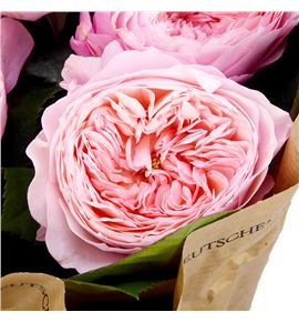 Rosa hol mayfield 50 - RGRMAY