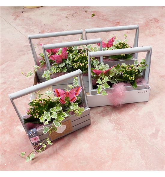 Pl. composicion planta interior 20cm x5 - COMPLAINT52515