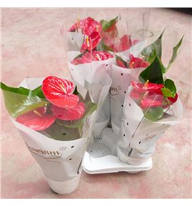 Pl. anthurium minnesota 60cm x6 - ANTMIN61760
