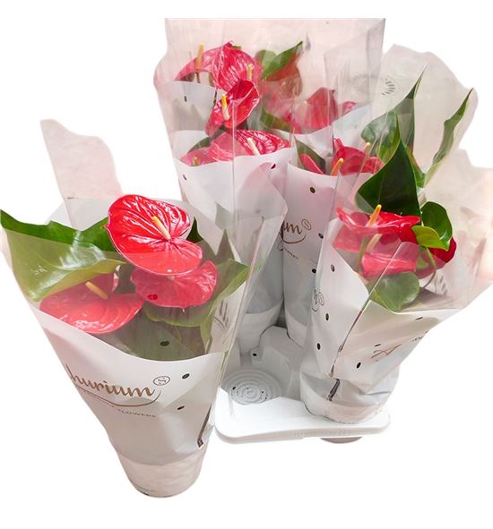 Pl. anthurium minnesota 60cm x6 - ANTMIN61760