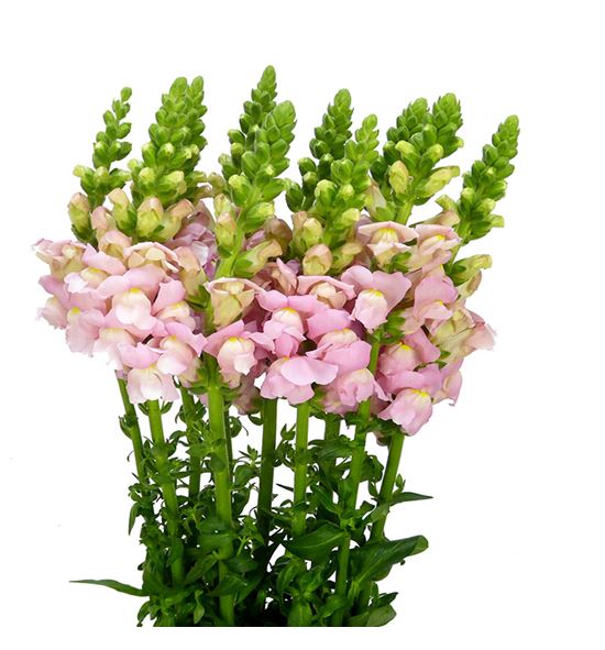 Antirrino avignon pink 75 - ANTAVIPIN
