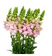 Antirrino avignon pink 75 - ANTAVIPIN