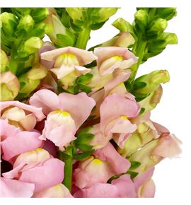 Antirrino avignon pink 75 - ANTAVIPIN