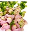Antirrino avignon pink 75 - ANTAVIPIN1