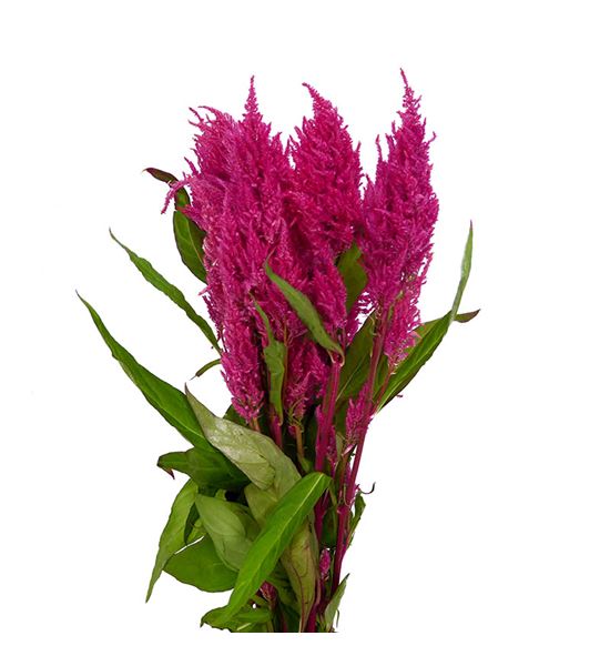 Celosia plumosa cynthia rose 50 - CELPLUCYNROS