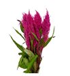 Celosia plumosa cynthia rose 50 - CELPLUCYNROS